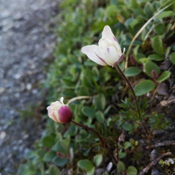 Anemone baldensis 花