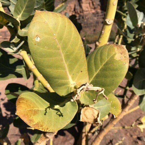 Calotropis procera Leaf