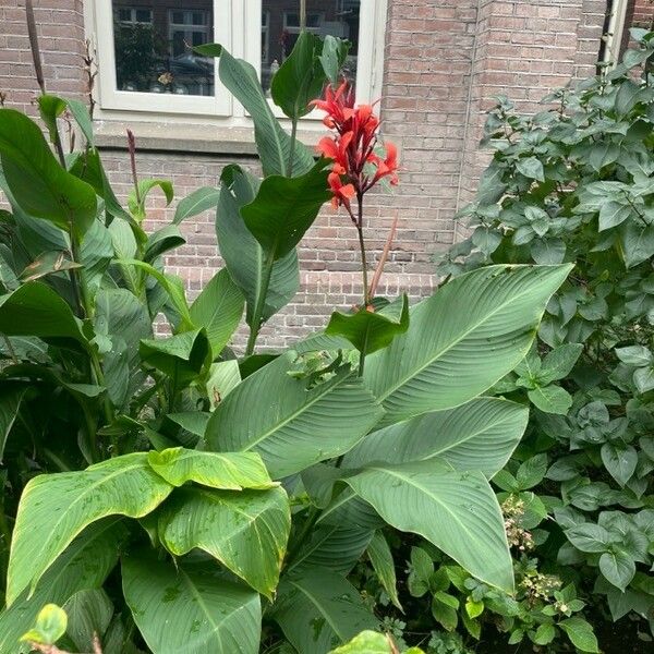 Canna indica Blomma