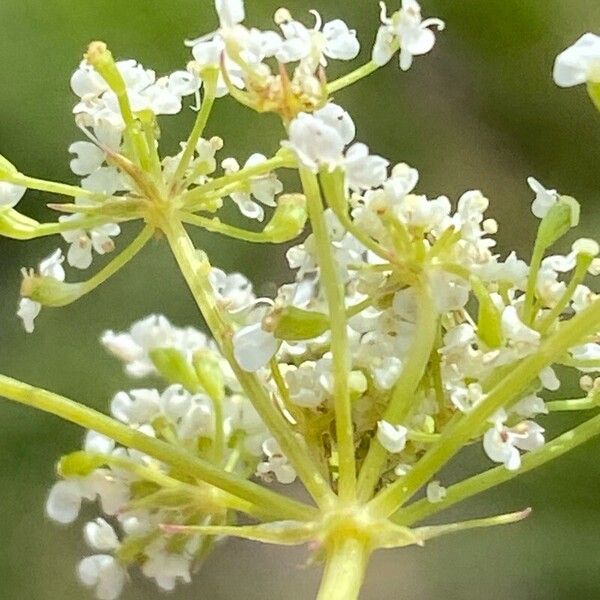 Bunium bulbocastanum Flor