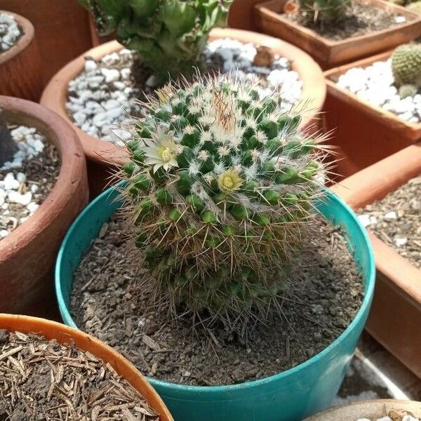 Mammillaria karwinskiana 树皮