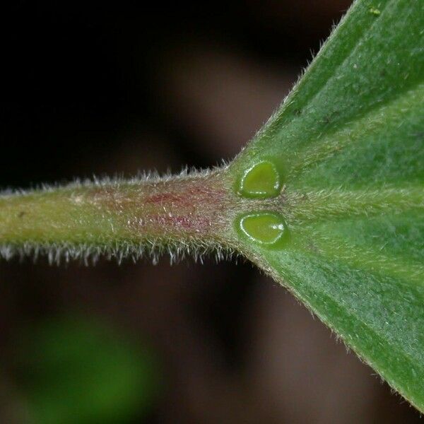 Hasseltia floribunda बार्क (छाल)