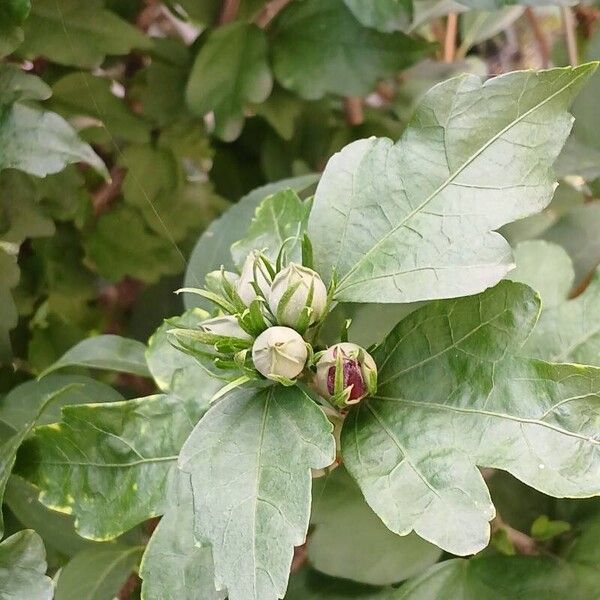 Hibiscus syriacus Leaf