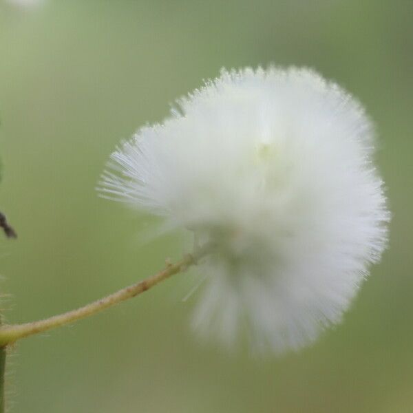 Acaciella villosa Flower