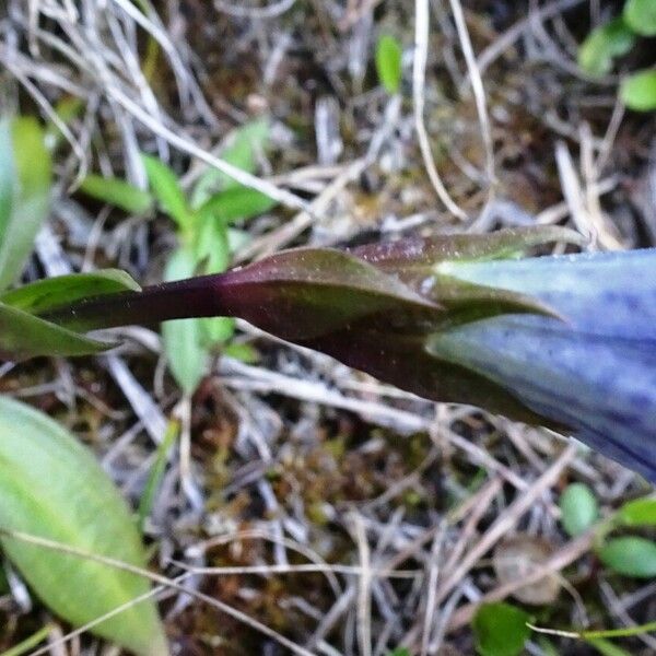 Gentiana clusii Hostoa