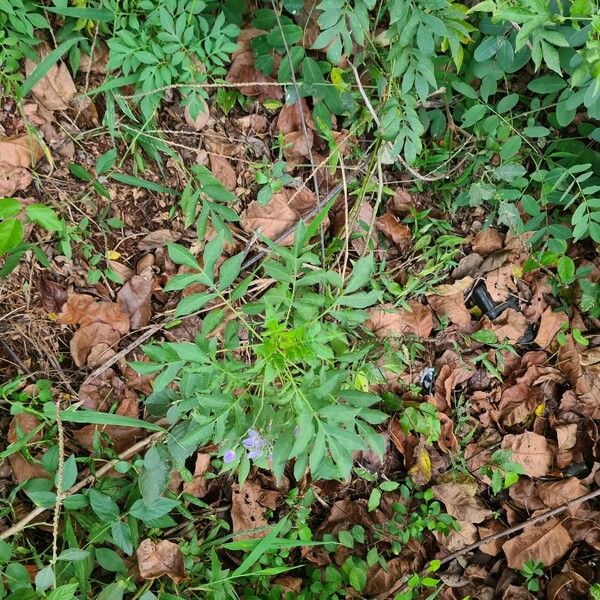 Solanum seaforthianum Habitus