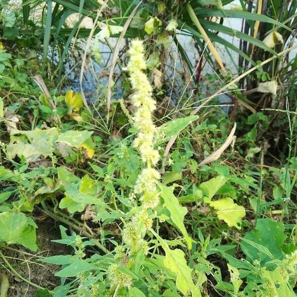 Rumex maritimus Цветок