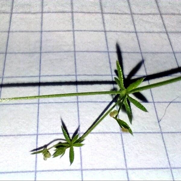 Galium parisiense Leaf