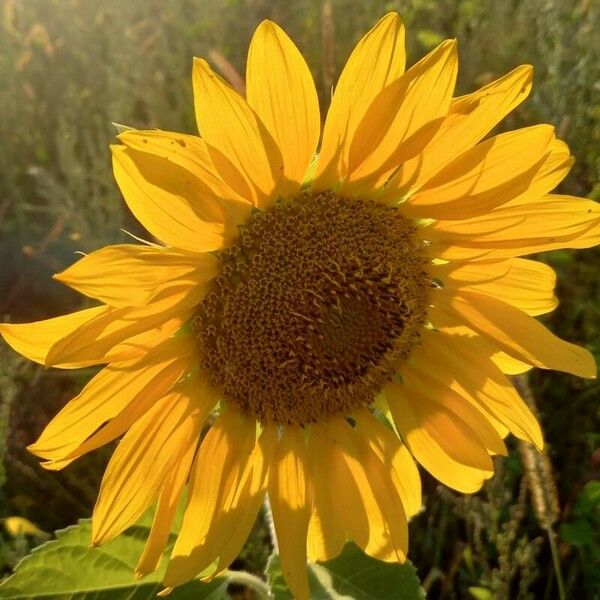 Helianthus annuus Flors