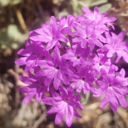 Abronia umbellata പുഷ്പം