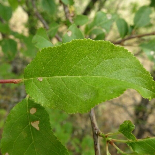 Prunus domestica Fuelha