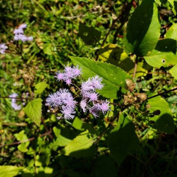 Conoclinium coelestinum Flor