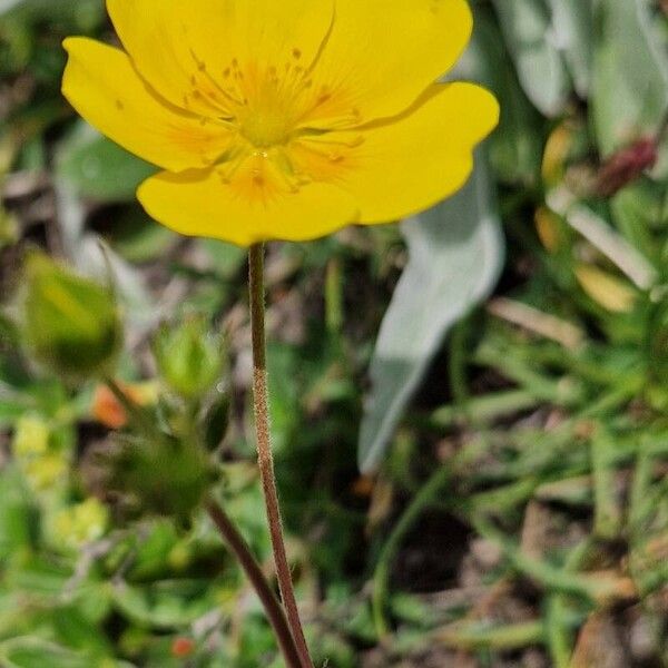 Potentilla grandiflora Flower