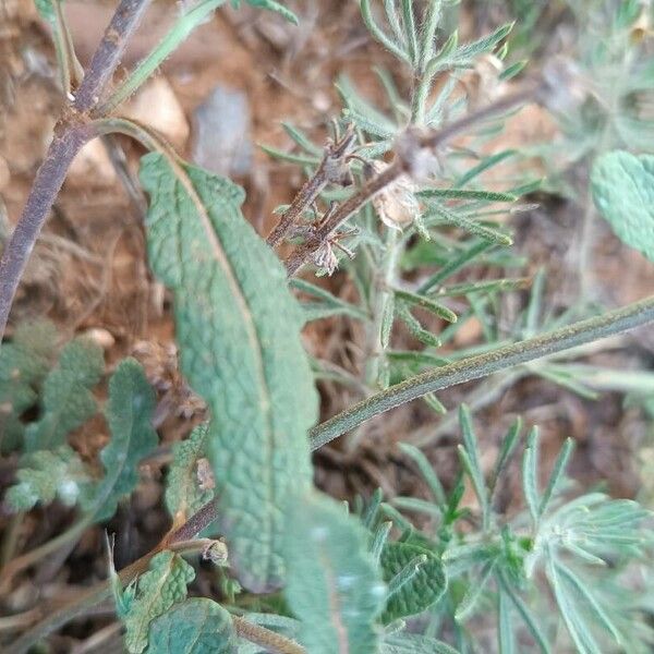 Salvia verbenaca Листок