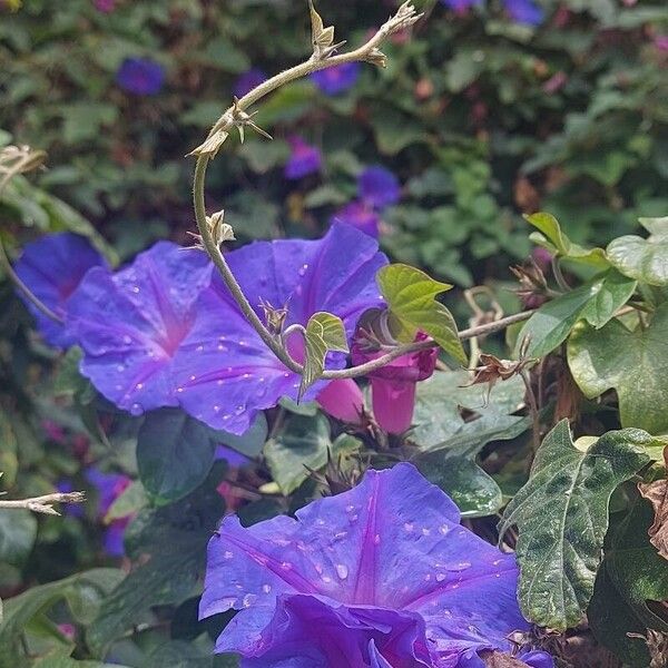 Ipomoea indica പുഷ്പം