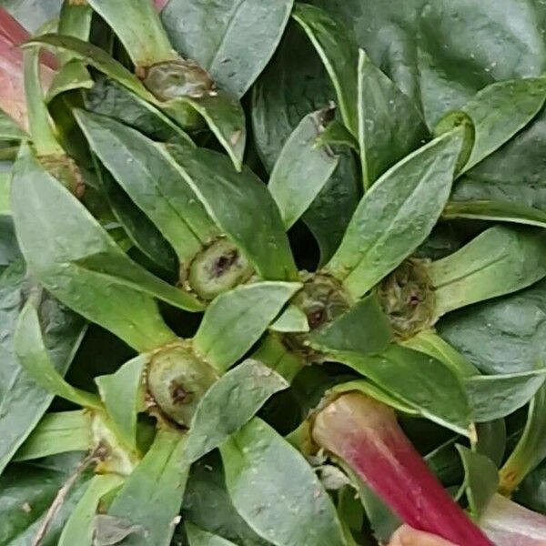 Daphne cneorum Leaf