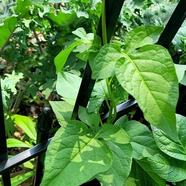 Solanum dulcamara Leaf