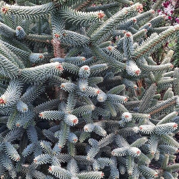 Abies pinsapo 葉