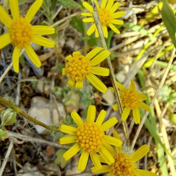 Jacobaea minuta Flower