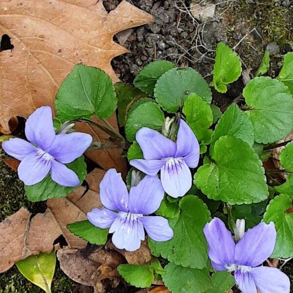 Viola reichenbachiana 整株植物