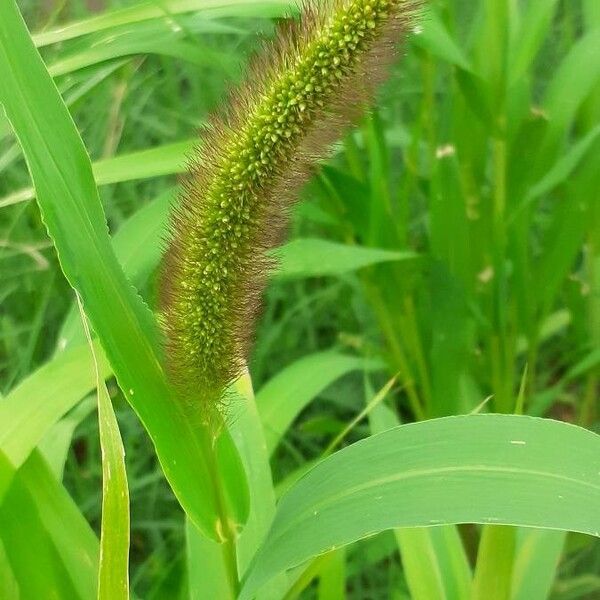 Setaria italica Flower