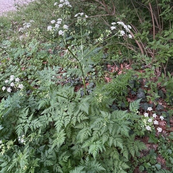 Anthriscus sylvestris Облик