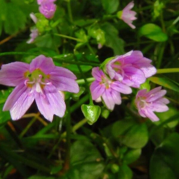 Claytonia sibirica ফুল