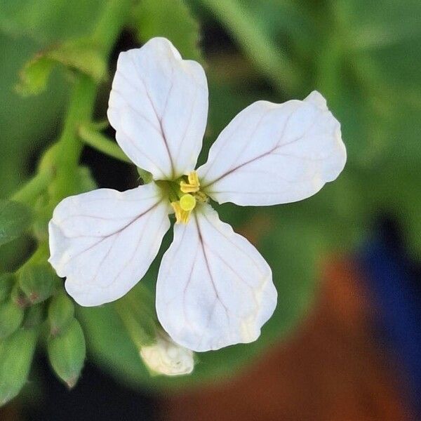 Raphanus raphanistrum Blüte