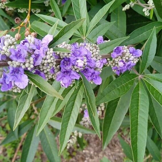 Vitex agnus-castus Flor