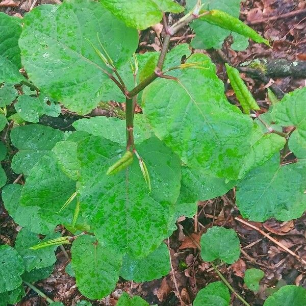 Reynoutria sachalinensis Folha