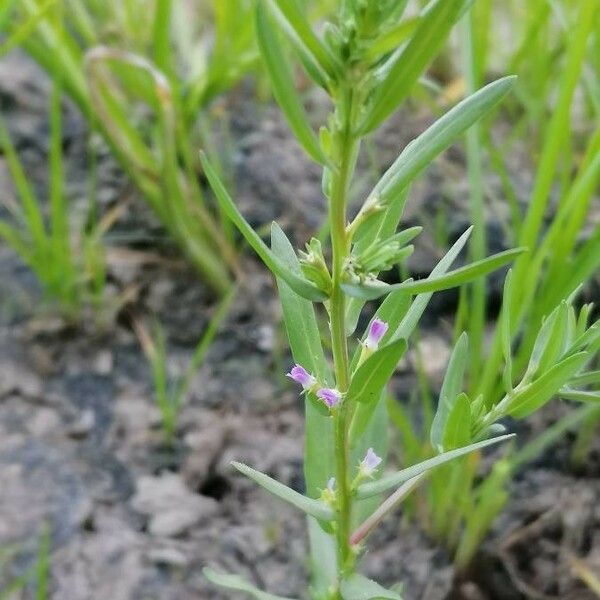 Lythrum hyssopifolia Floro