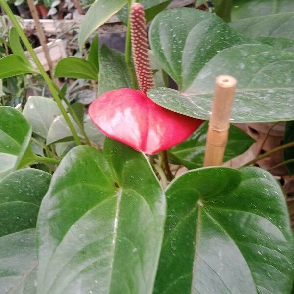 Anthurium andraeanum ᱵᱟᱦᱟ