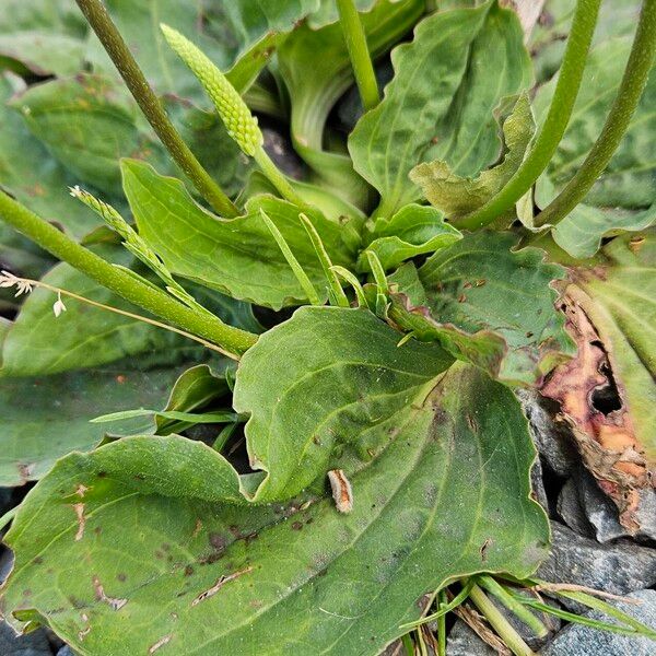 Plantago major Folha