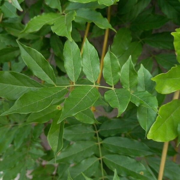 Wisteria sinensis Leaf