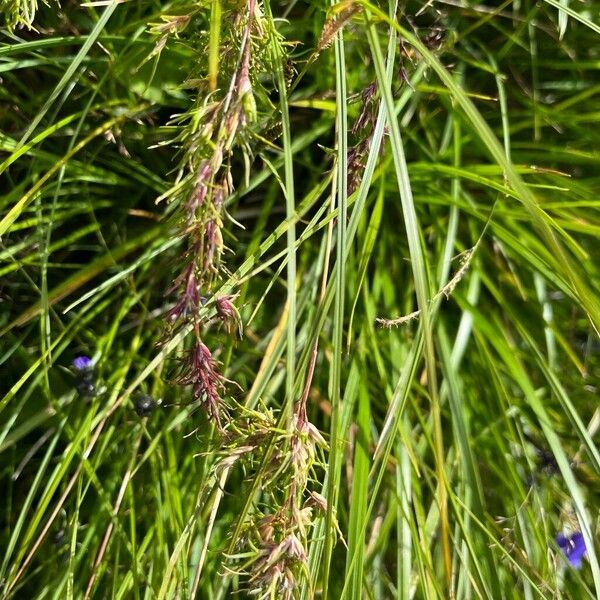 Poa alpina Habit