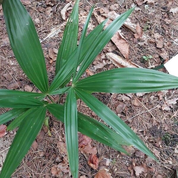 Ellisiophyllum pinnatum Blatt