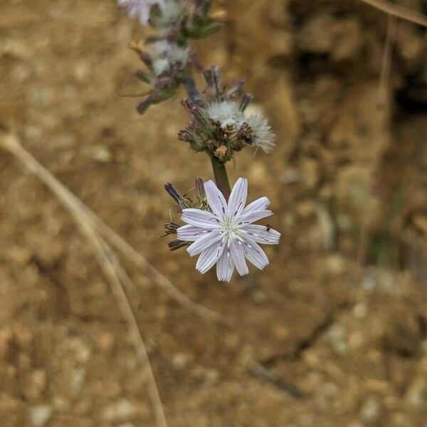 Stephanomeria diegensis Cvet