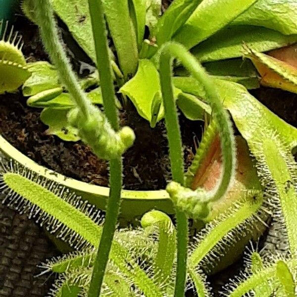 Drosera capensis Flower