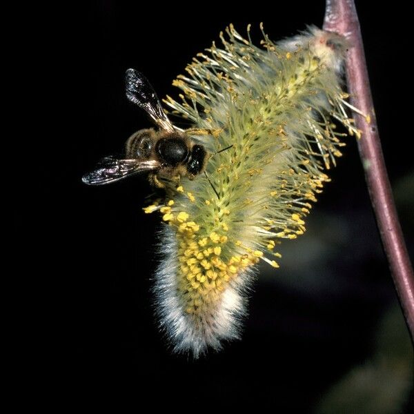 Salix x sericans Квітка