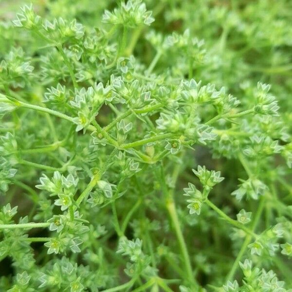 Scleranthus annuus Žiedas