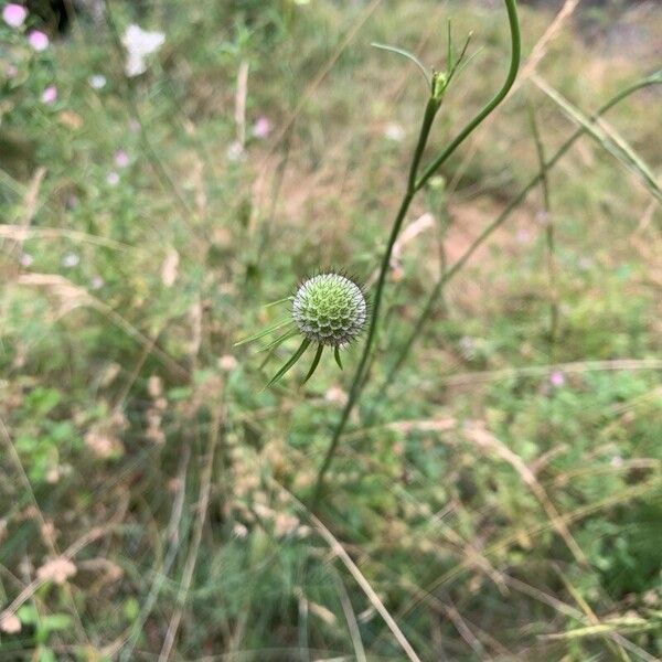 Scabiosa triandra Fruit