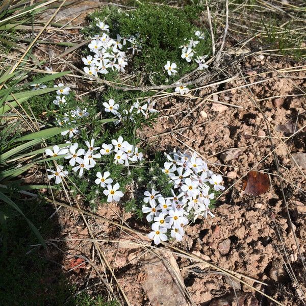 Phlox hoodii Staniste