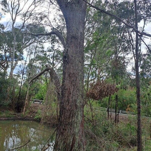 Eucalyptus eugenioides Rusca