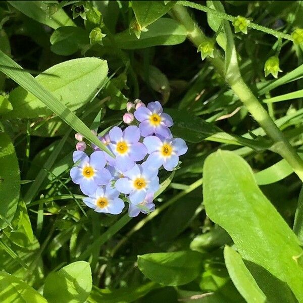 Myosotis scorpioides পাতা