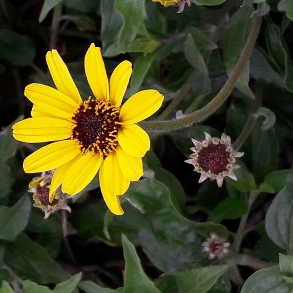 Encelia californica फूल