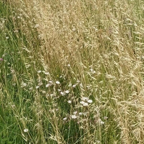 Avena fatua Flower