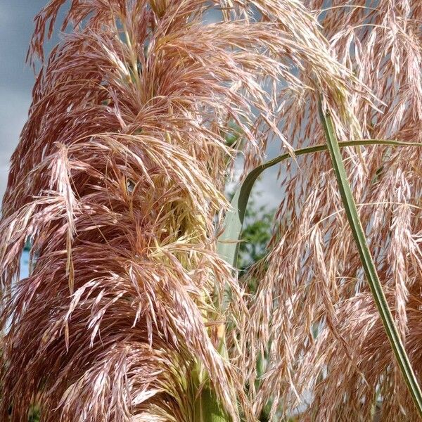 Cortaderia selloana Кветка