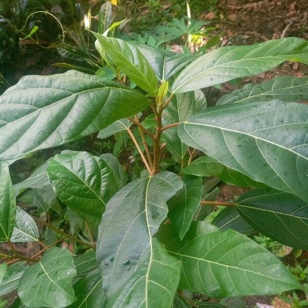 Ficus racemosa Leaf