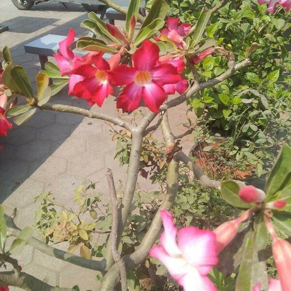 Adenium obesum Flower