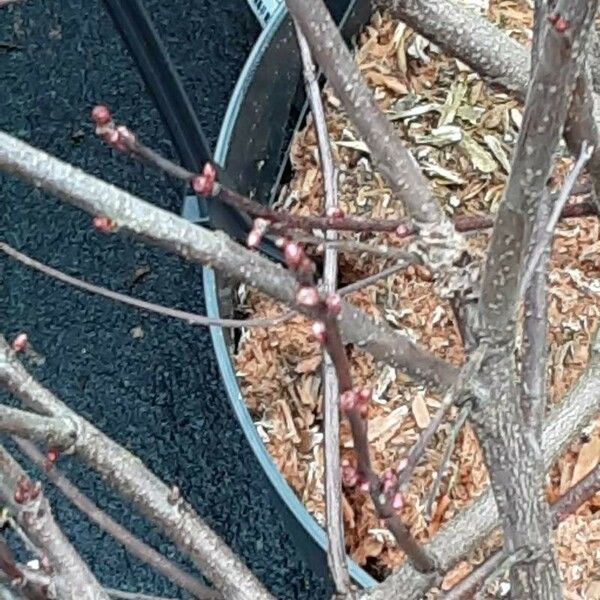 Prunus tenella Kůra